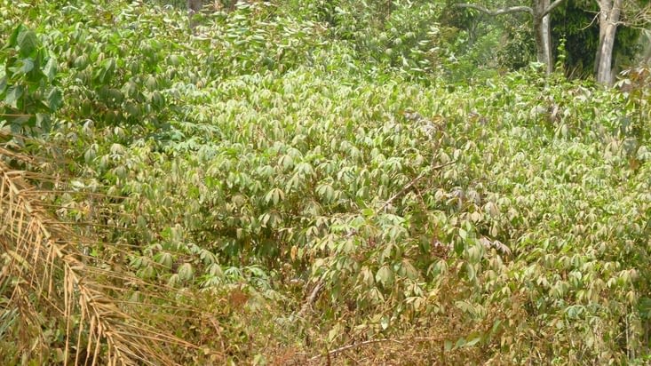 Plantation de manioc