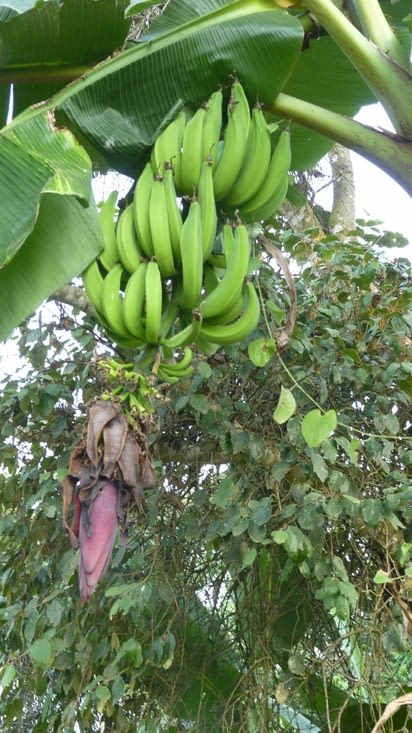 Bananier