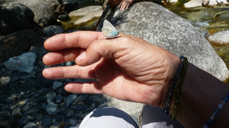 Et un papillon est venu se poser sur ma main