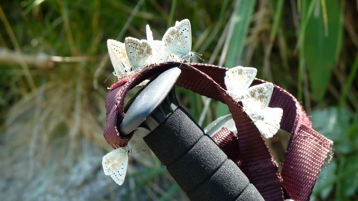 Nos amis les papillons