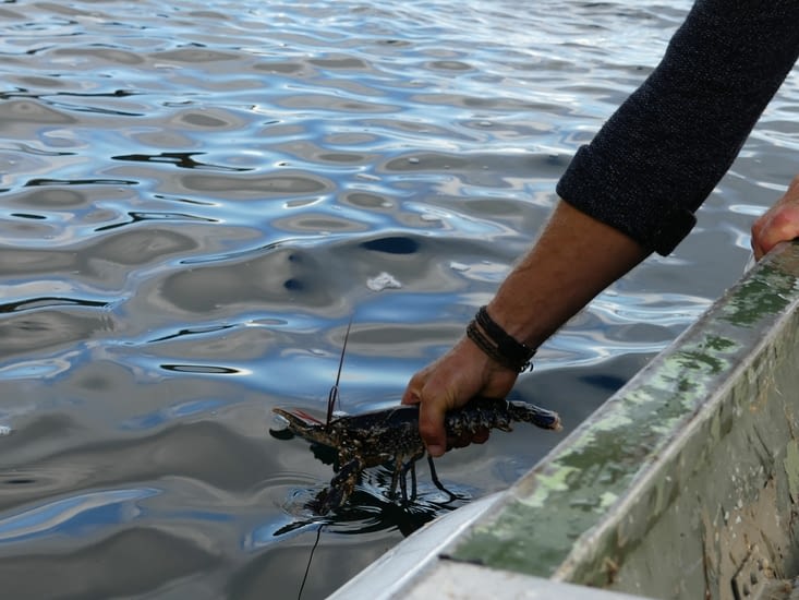 Homard