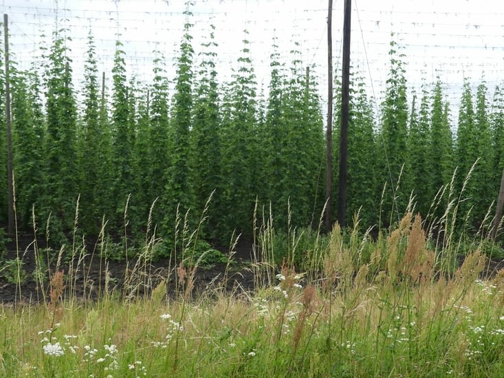 Culture de houblon
