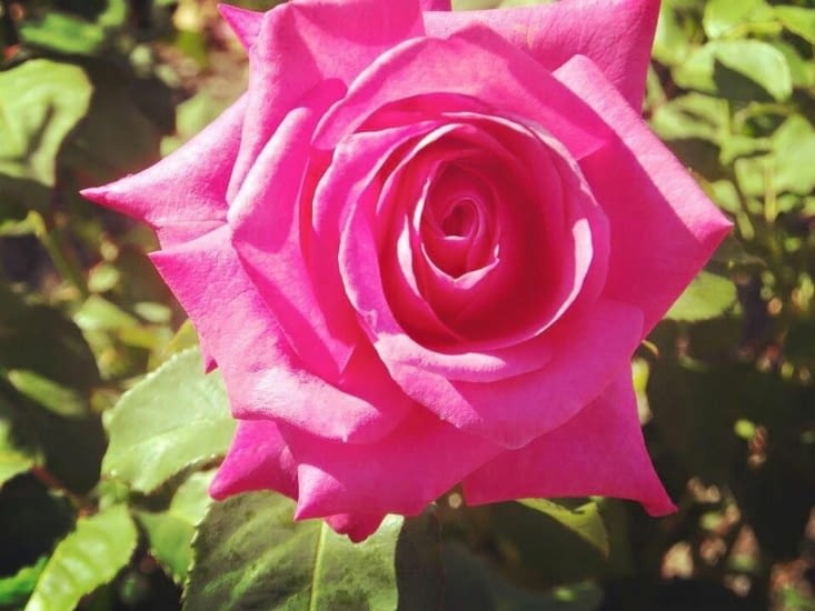 Jardin botanique de Sydney