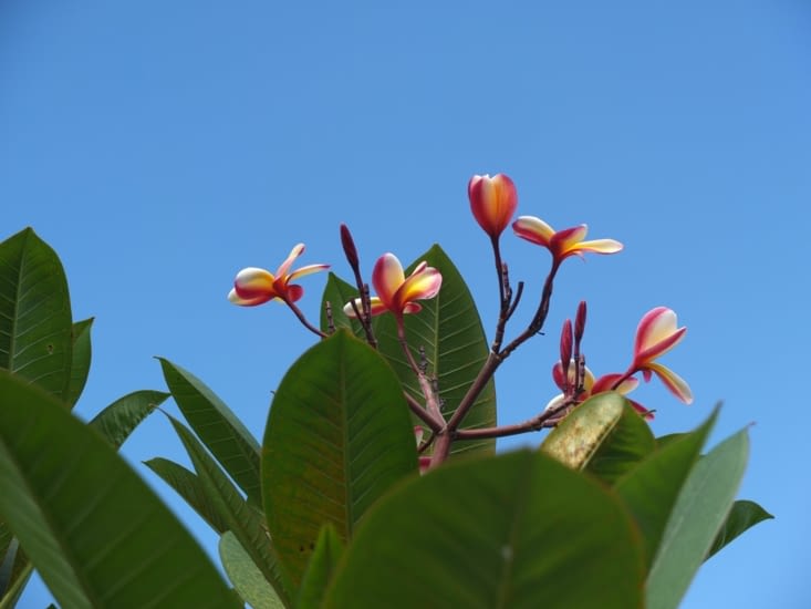 Fleurs de frangipanier, souvent confondue avec le tiaré