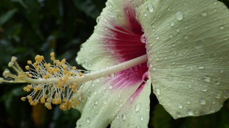 hibiscus sous la pluie