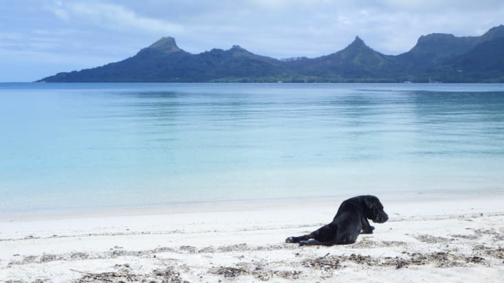 Gros qui se dore la pilule au bord du lagon