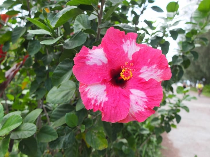 ***petit interlude floral***