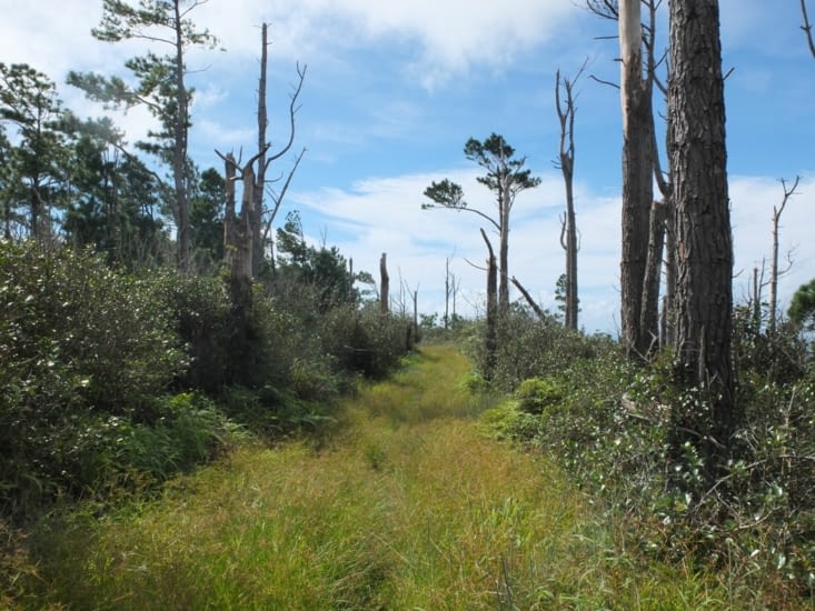 chemin de plus en plus herbu