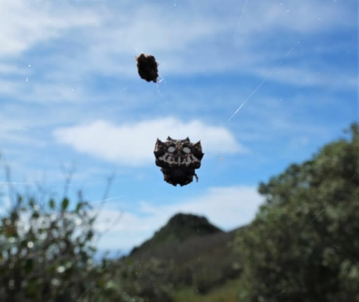 mme l'araignée, avec un masque sur son dos