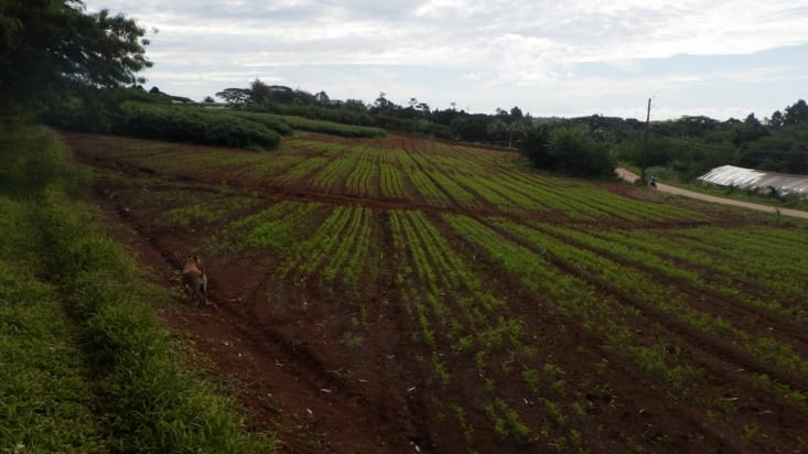 les champs de carottes de Tubuai