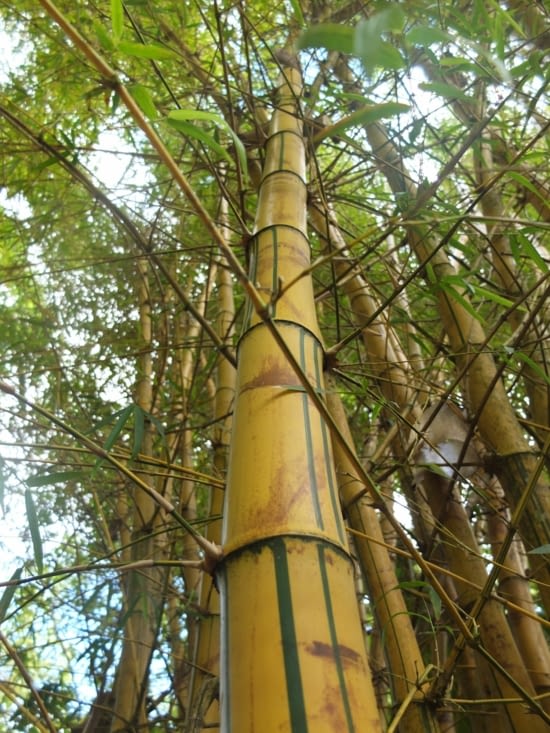 bambou géant