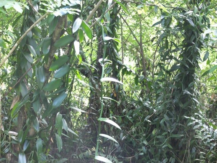 des lianes de vanille envahissent la foret