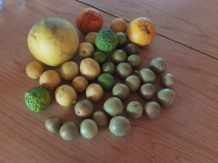 notre récolte du jour!