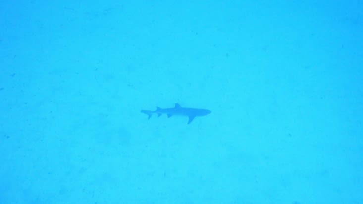 premier requin du séjour, un beau pointe blanche