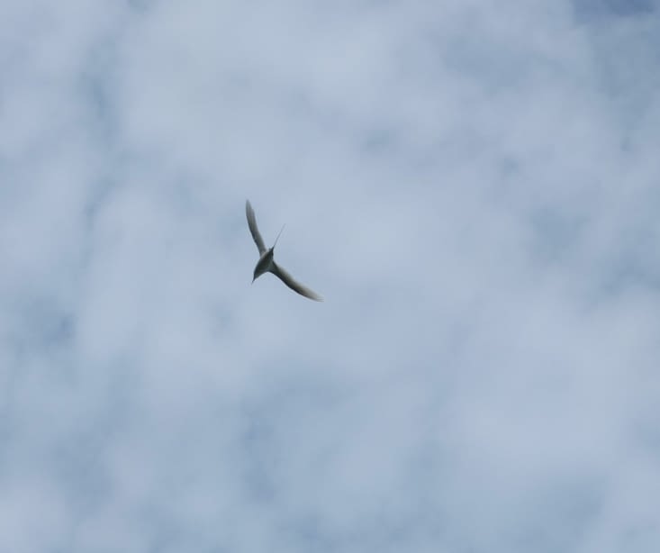 Nos amis les pailles en queue