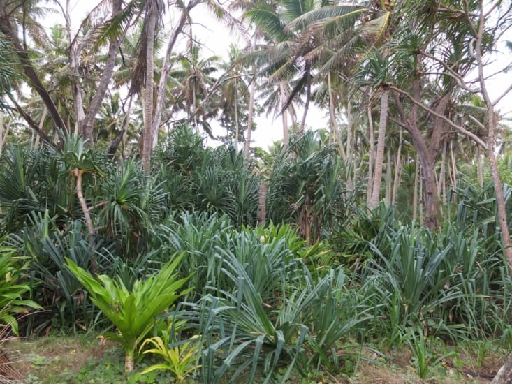 Pandanus sous les cocotiers