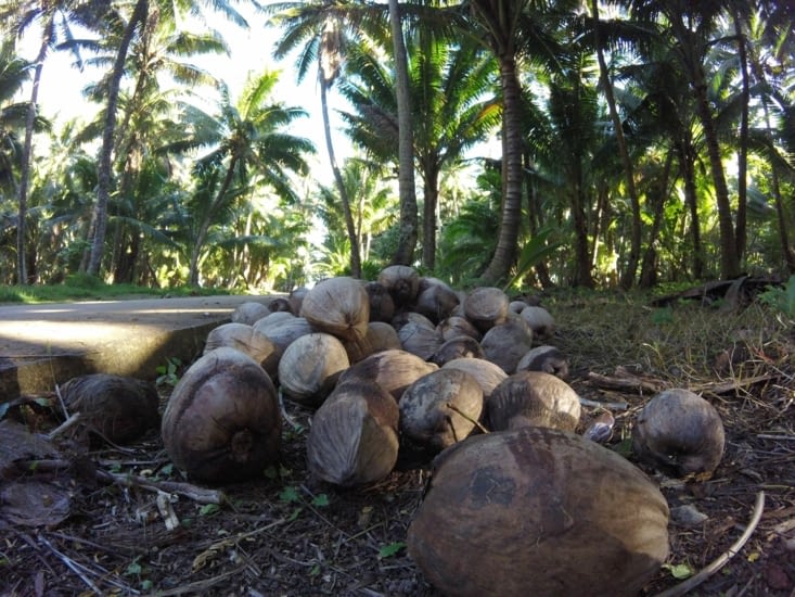 tas de coco