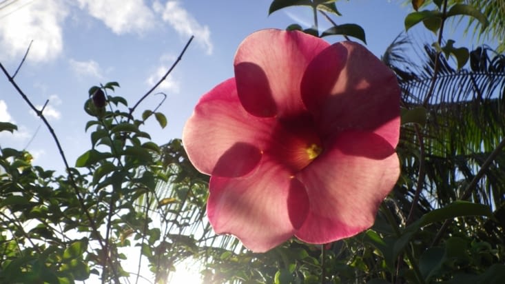 interlude fleur ensoleillée