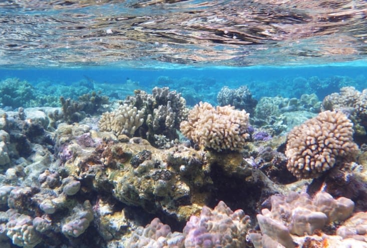 Petit requin pointe noire qui se balade tranquillement