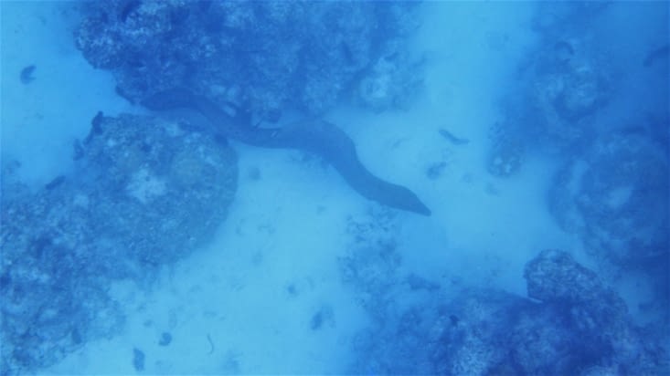 Une murène se promène juste en dessous de nous