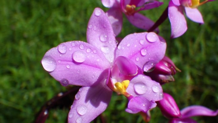 interlude orchidée sauvage