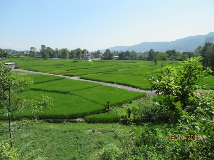 Balade au milieu des rizières direction World Peace Pagoda