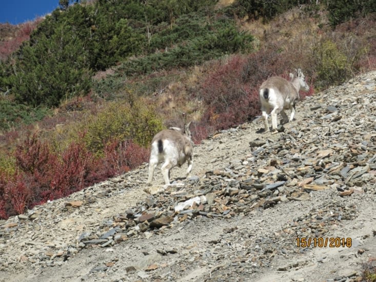 Bluesheep s'enfuyant à notre passage
