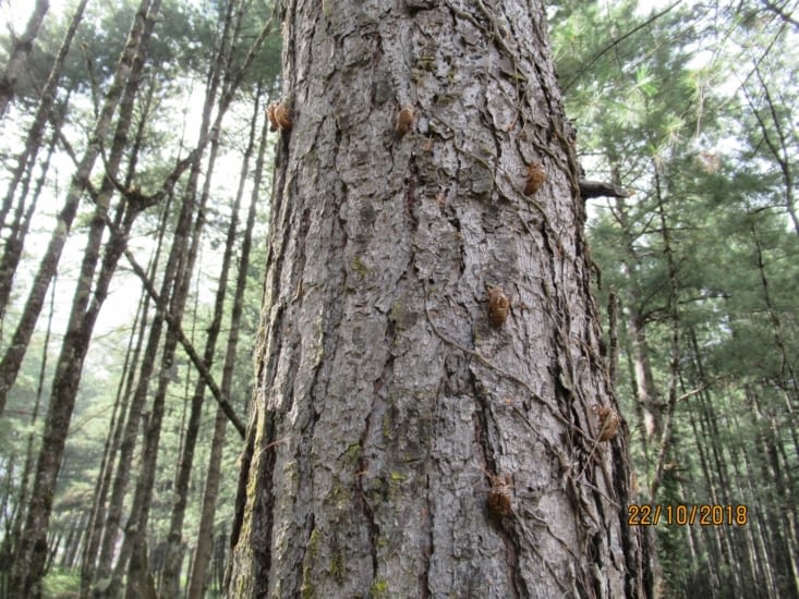 Dans la forêt près de Lete, on voit des centaines de mues d'insectes sur les arbres