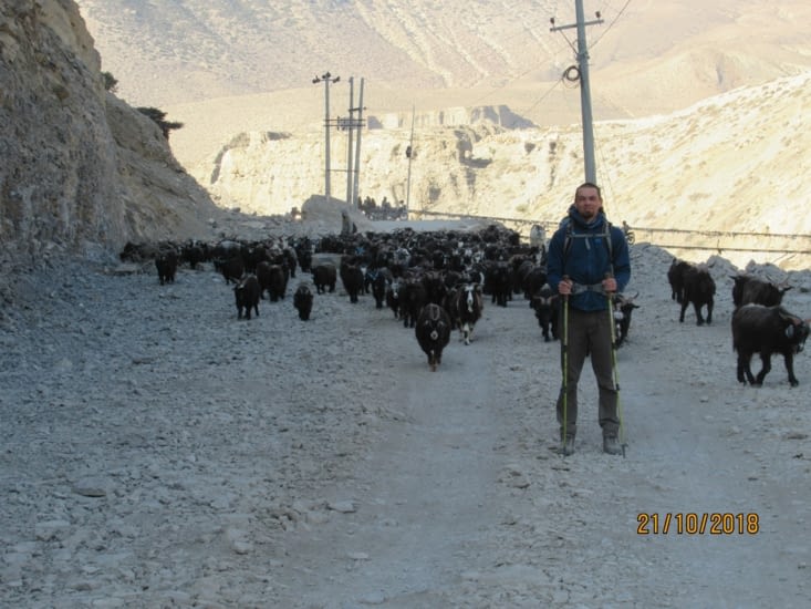 Gros troupeau de chèvres et moutons croisé sur la piste