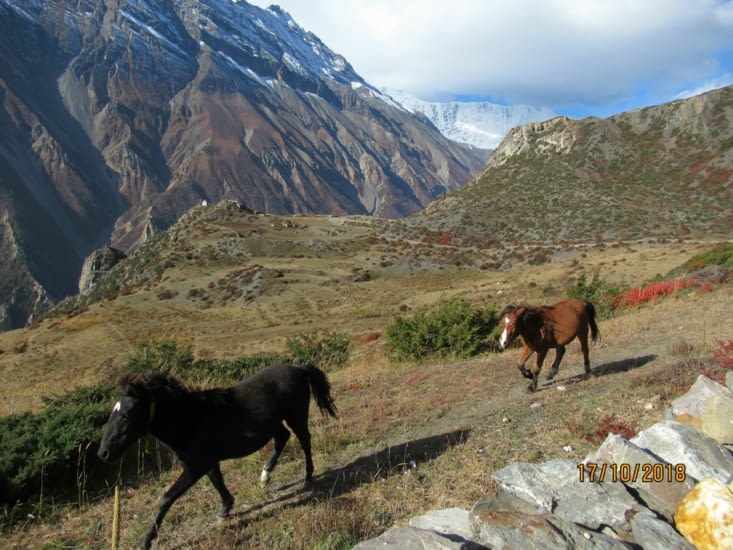 Les chevaux et l'ancien village de Khangsar en fond