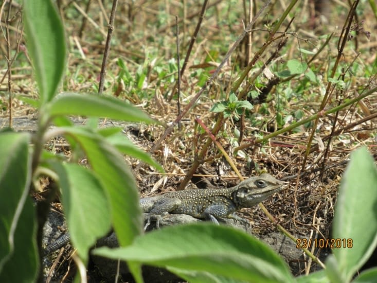 Un des nombreux lézards croisés en compagnie de Christelle et Didier