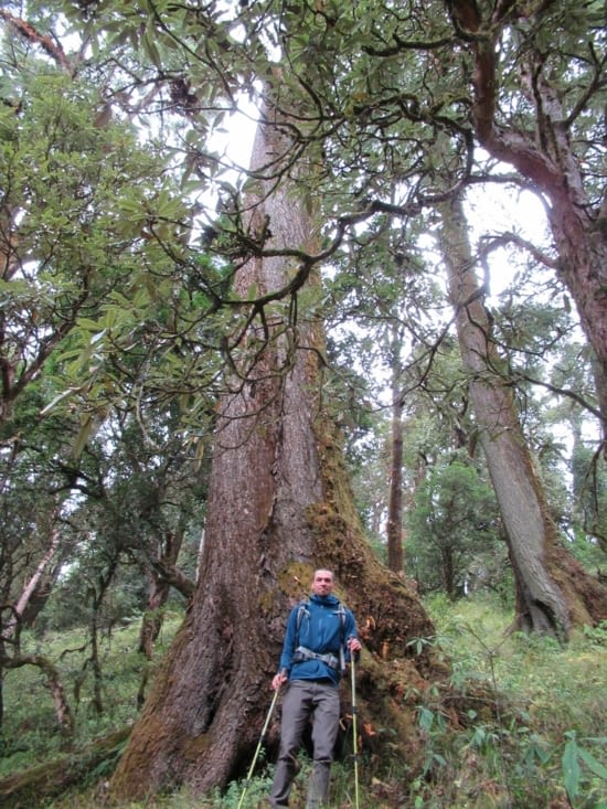 Après une bonne descente on rejoint une forêt avec à nouveau des grands arbres !