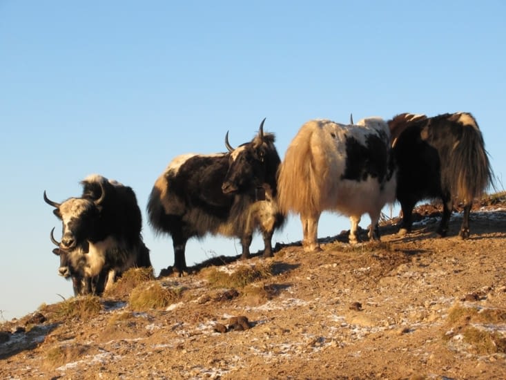 de magnifiques yak en contrebas du belvédère