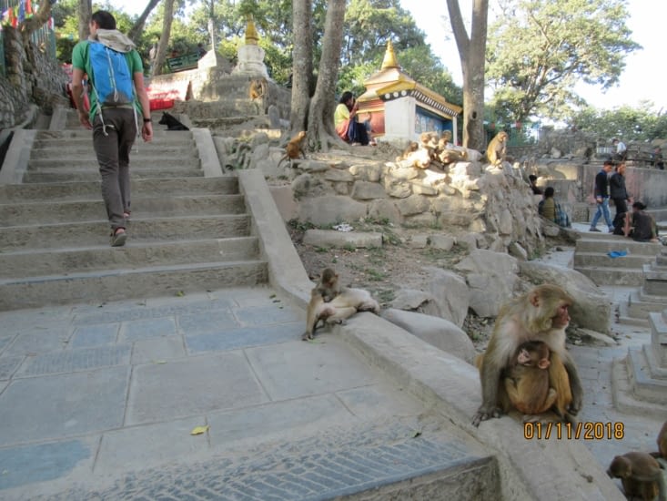 On arrive à Swayambunath, le royaume des singes