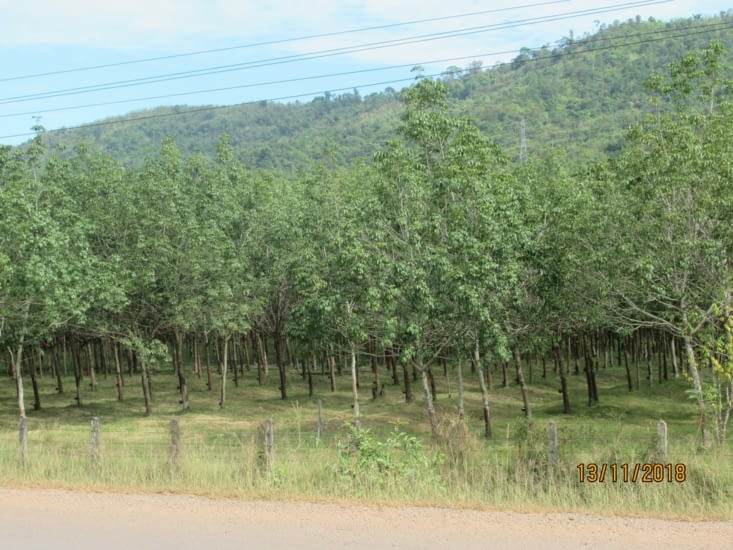 Plantation d'arbres à caoutchouc