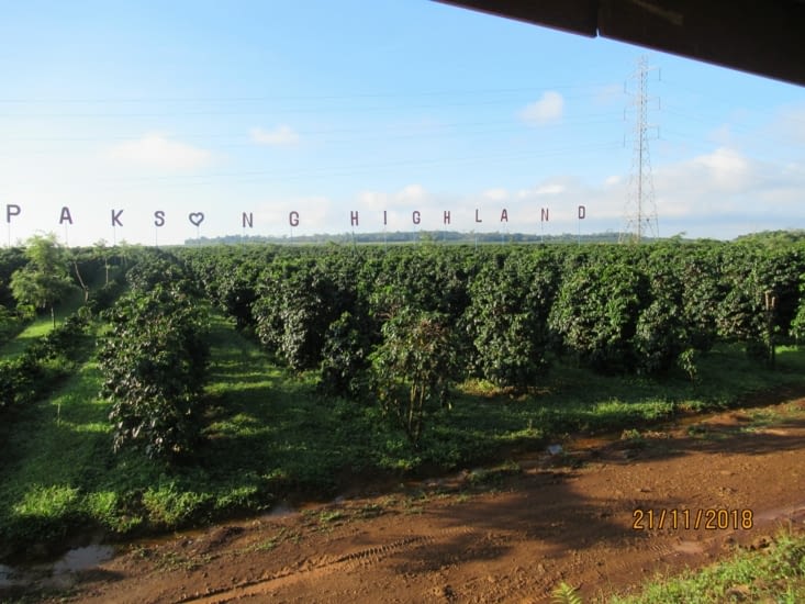 Beaucoup de plantations de café sur la route