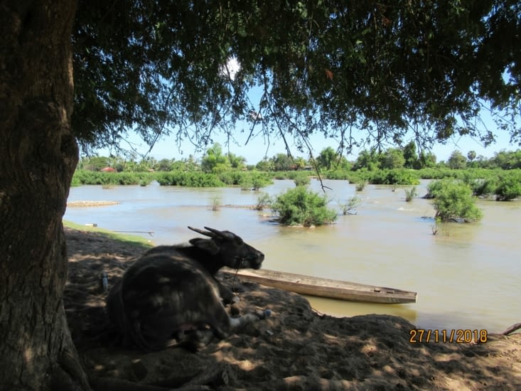 OKLM la vache, tranquile !