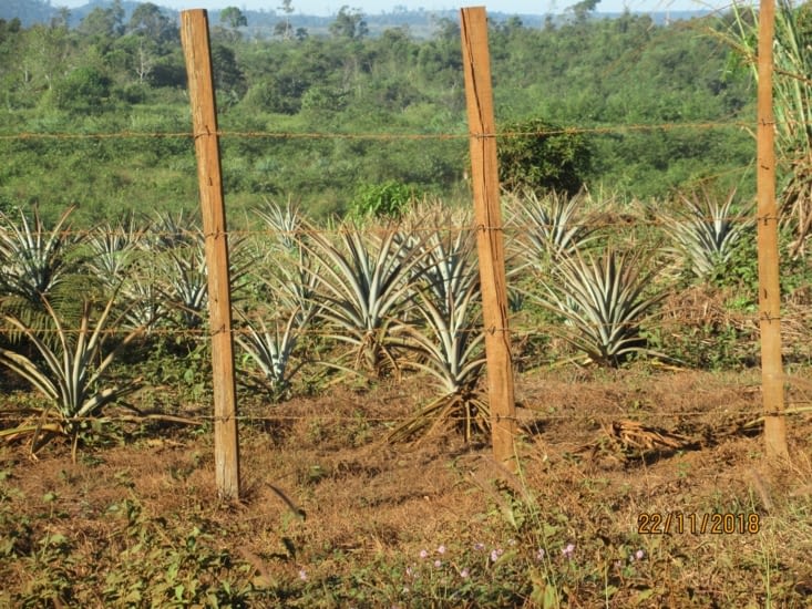 une plantation d'ananas,