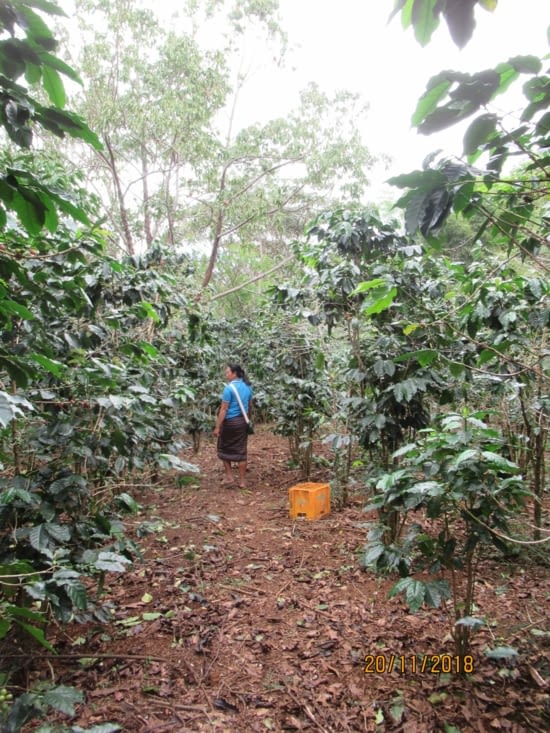 Visite d'une plantation de thé et de café, on suit la guide !