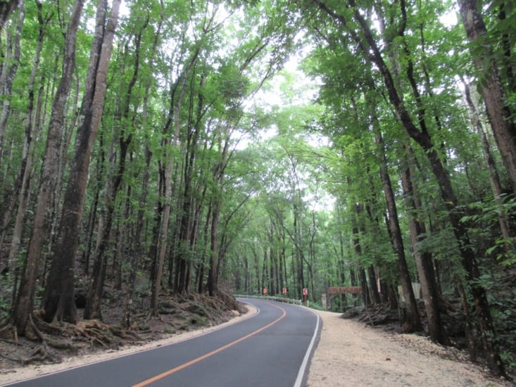 Bohol - Man made forest