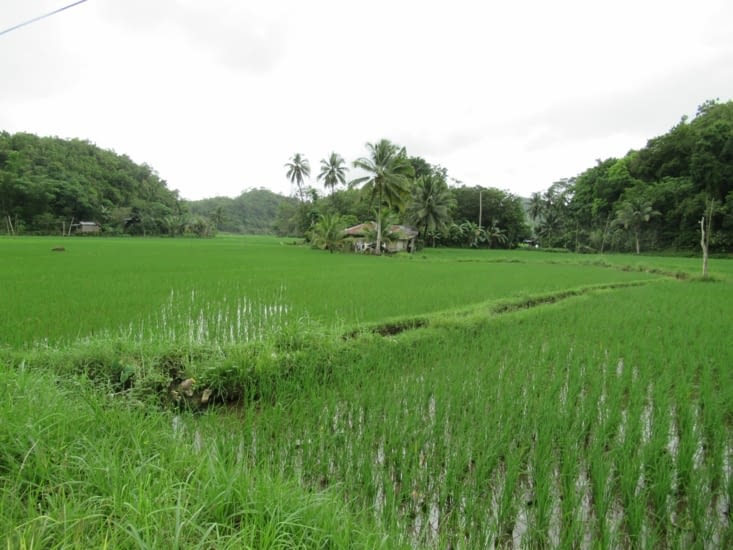 il y a plein de rizières sur la route, Bohol est vraiment une île sympa