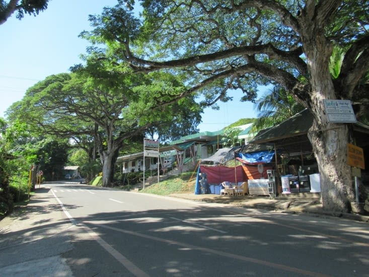 magnifiques arbres dans la commune de Lazi sur l'île de Siquijor