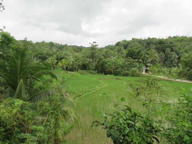 on voit de nouveau de belles rizières