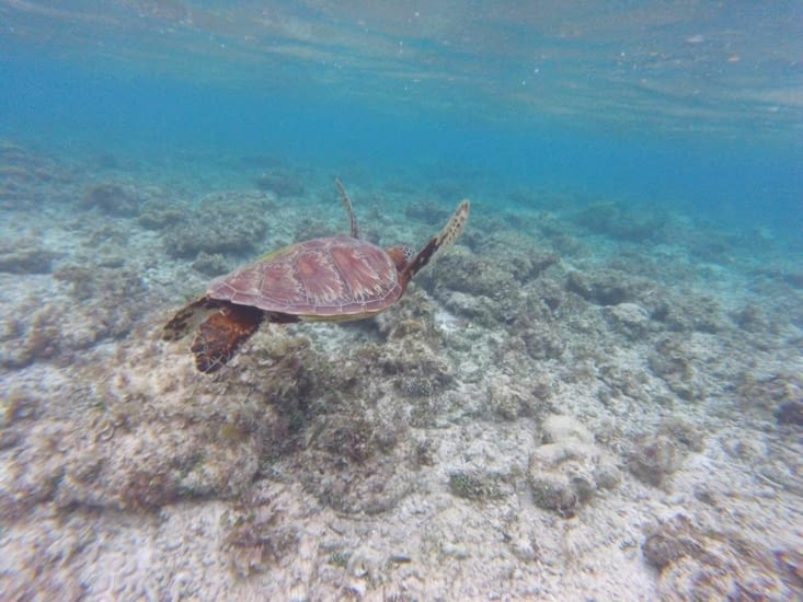 tortue vue en "island hopping" à Balicasag