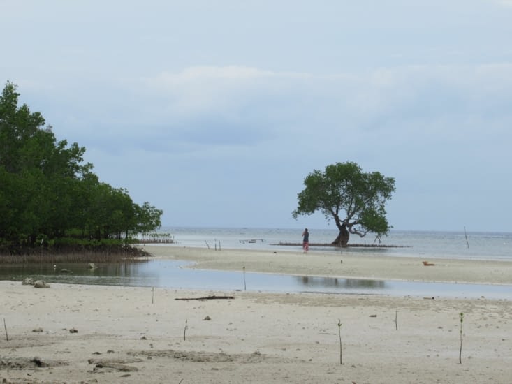 Une autre plage avec de la mangrove, au nord de l'île