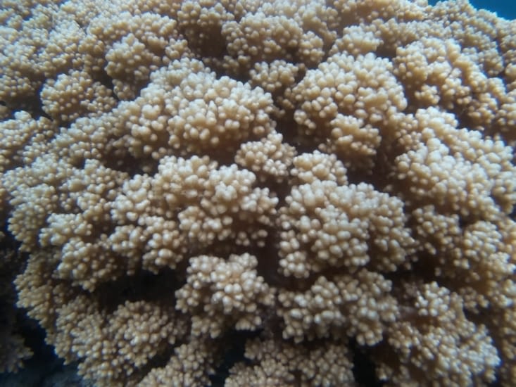 et nouvelle plongée, les coraux