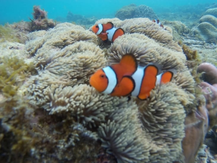 Un couple de Némos (poisson clown) avec son anémone