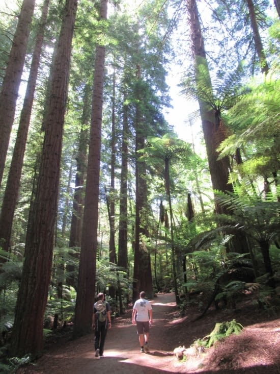 Visite de Redwood Forest avec ses Séquoias