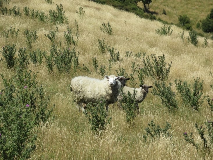 On oubliait des rencontres avec des moutons, plein de sortes de moutons ...
