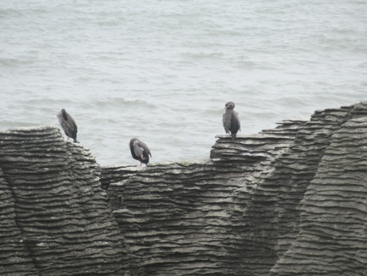 Les Rocks sont un repère d'oiseaux pêcheurs (Cormorans ?)